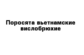 Поросята вьетнамские вислобрюхие